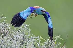 Danube: Blue european roller (Coracias garrulus) in departure
