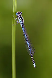 Marked: Blue-eye