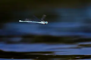 Marked: Blue-eye