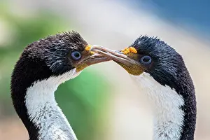 Leucocarbo: Blue-eyed cormorants (Leucocarbo atriceps or Phalacrocorax