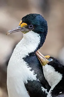 Leucocarbo: Blue-eyed cormorants (Leucocarbo atriceps or Phalacrocorax