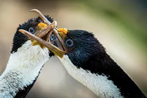Leucocarbo: Blue-eyed cormorants (Leucocarbo atriceps or Phalacrocorax