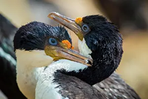 Leucocarbo: Blue-eyed cormorants (Leucocarbo atriceps or Phalacrocorax