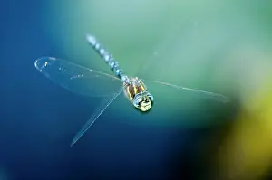 Aeshna: Blue-eyed darner, Aeshna multicolor, Stanley