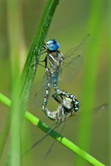 Aeshna: Blue-eyed Darner - dragonflies mating, in what