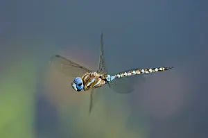 Aeshna: Blue-eyed Darner Dragonfly - male flying over pond