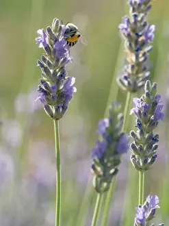 Lavender: Blue-eyed, digger, long-horned bee on lavender flowers, New