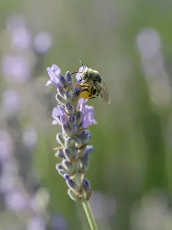Lavender: Blue-eyed, digger, long-horned bee on lavender flowers, New