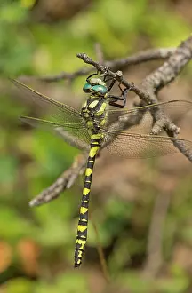 Settled: Blue-eyed Golden-ringed Dragonfly settled on twig Turkey