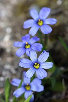 020617: Blue-eyed grass, Sisyrinchium Californian Skies