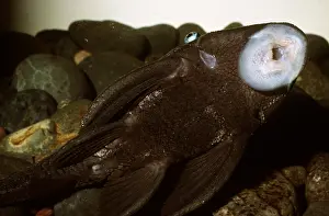 Mouths: Blue-Eyed Plectostomus - showing sucker mouth parts