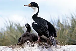 Edwin Mickleburgh: Blue-Eyed Shag - at nest with chick
