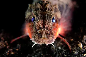 Eyed: Blue-eyed Stingfish