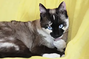 Cleanse: Blue eyes cat grooming France