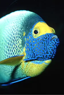 Angel: BLUE FACED ANGEL FISH - close up of head