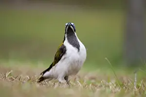 Entomyzon: Blue-Faced Honeyeater