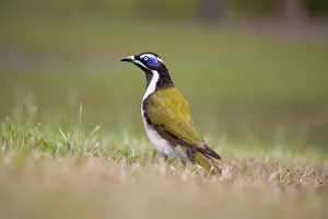 Entomyzon: Blue-Faced Honeyeater