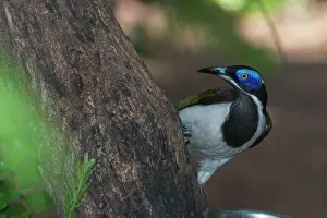 Entomyzon: Blue-faced Honeyeater