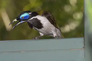 Entomyzon: Blue-faced Honeyeater