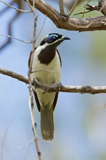 Honeyeater: Blue-faced Honeyeater