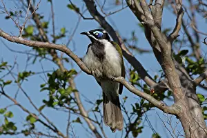 Honeyeater: Blue-faced Honeyeater