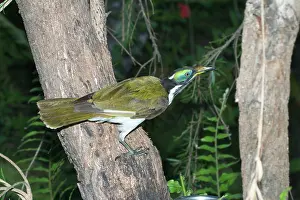 Entomyzon: Blue-faced Honeyeater - near adult