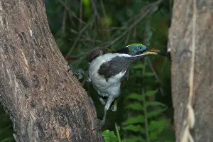 Entomyzon: Blue-faced Honeyeater - near adult