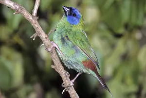 Cagebird: Blue-faced Parrotfinch male on branch