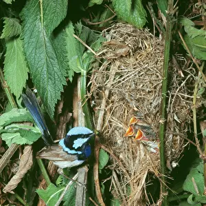 Malurus: Blue / Fairy-wren / Superb Blue WREN - Male feeding
