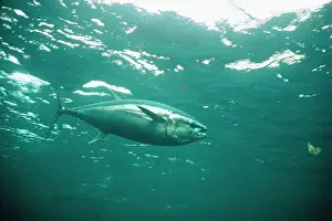 Thunnus: blue fin TUNA