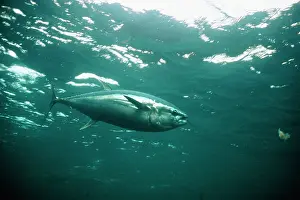 Thunnus: Blue Fin Tuna - Australia - Worldwide