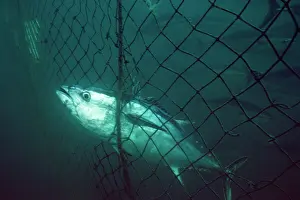 Bluefin: Blue Fin Tuna - in net