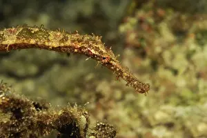 Cebu: Blue-finned Ghost Pipefish