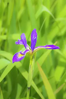 Daybreak Imagery: Blue flag iris in wetland, Marion County, Illinois