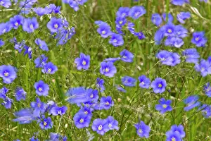Dakota: blue Flax in the wind in the Little Missouri