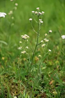 Fleabanes: Blue fleabane