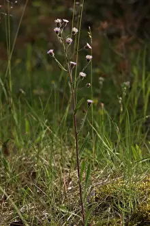 Fleabane: Blue Fleabane (Erigeron acer). Melby Overdrev, Denmark