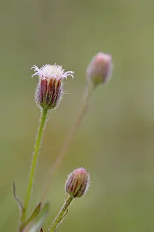 Fleabanes: Blue Fleabane - summer