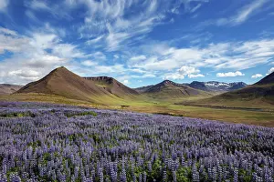 Nootka: Blue flowering Nootka lupins (Lupinus nootkatensis)