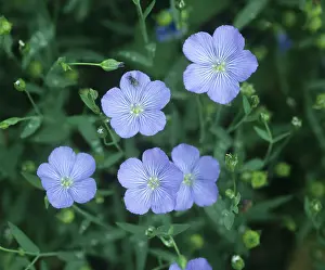 Linseed: Blue flowers of a linseed crop