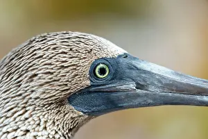 Nebouxii: Blue footed boobie (Sula nebouxii) Isla San Iledefonso