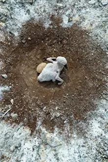 Nebouxii: Blue footed boobie (Sula nebouxii) A young chick