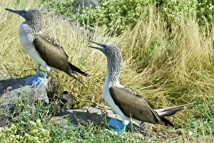 Nebouxii: Blue-footed boobies