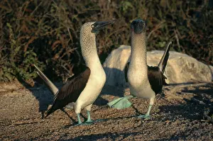 Webbed: Blue-footed Boobies