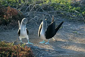 Nebouxii: Blue-Footed Boobies