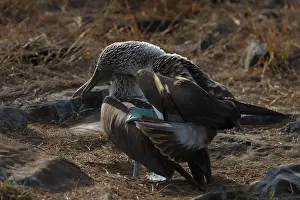 Nebouxii: Blue-footed Boobies copulating