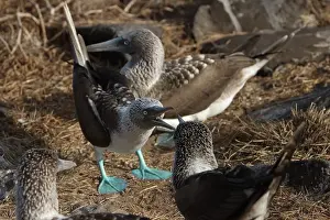Nebouxii: Blue-footed Boobies fighting