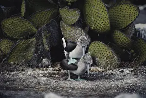Nebouxii: Blue-footed Boobies Mating