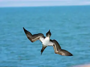 Nebouxii: Blue-footed Booby