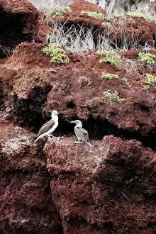 Nebouxii: Blue-Footed Booby - two